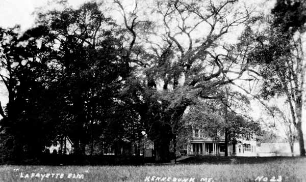 Lafayette Elm, Kennebunk, Maine